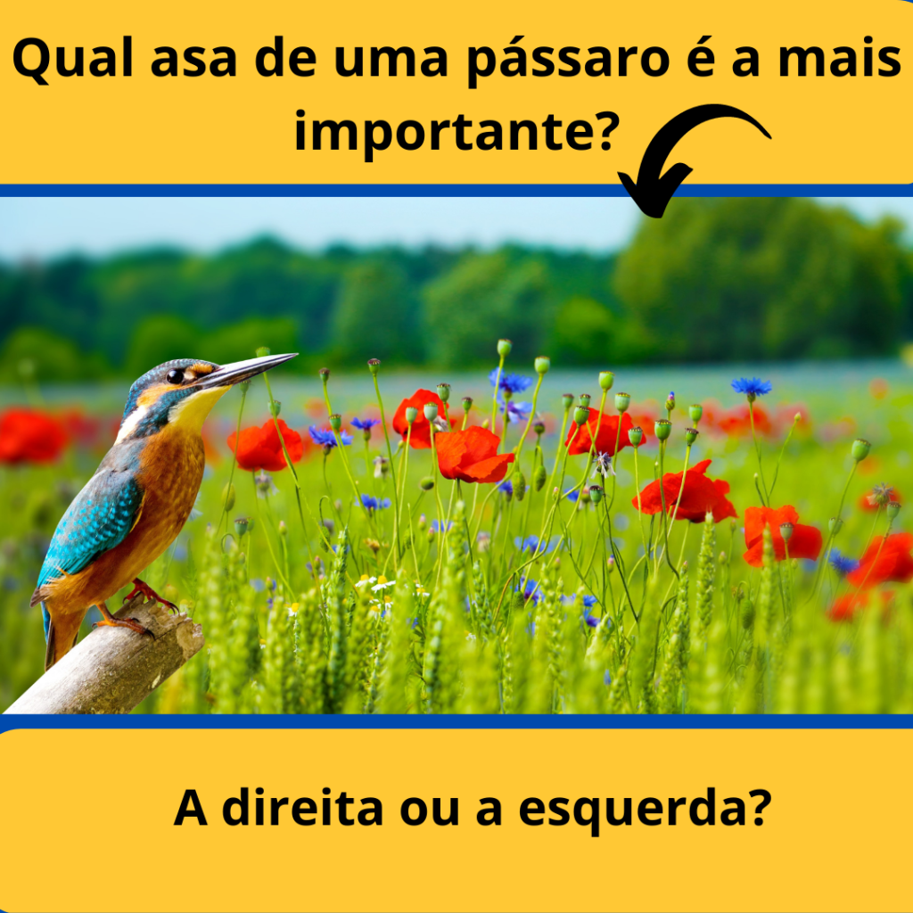 qual asa do passaro e a mais importante 1024x1024 - A Chamada de Paulo – Saulo Saulo Porque me Persegues?